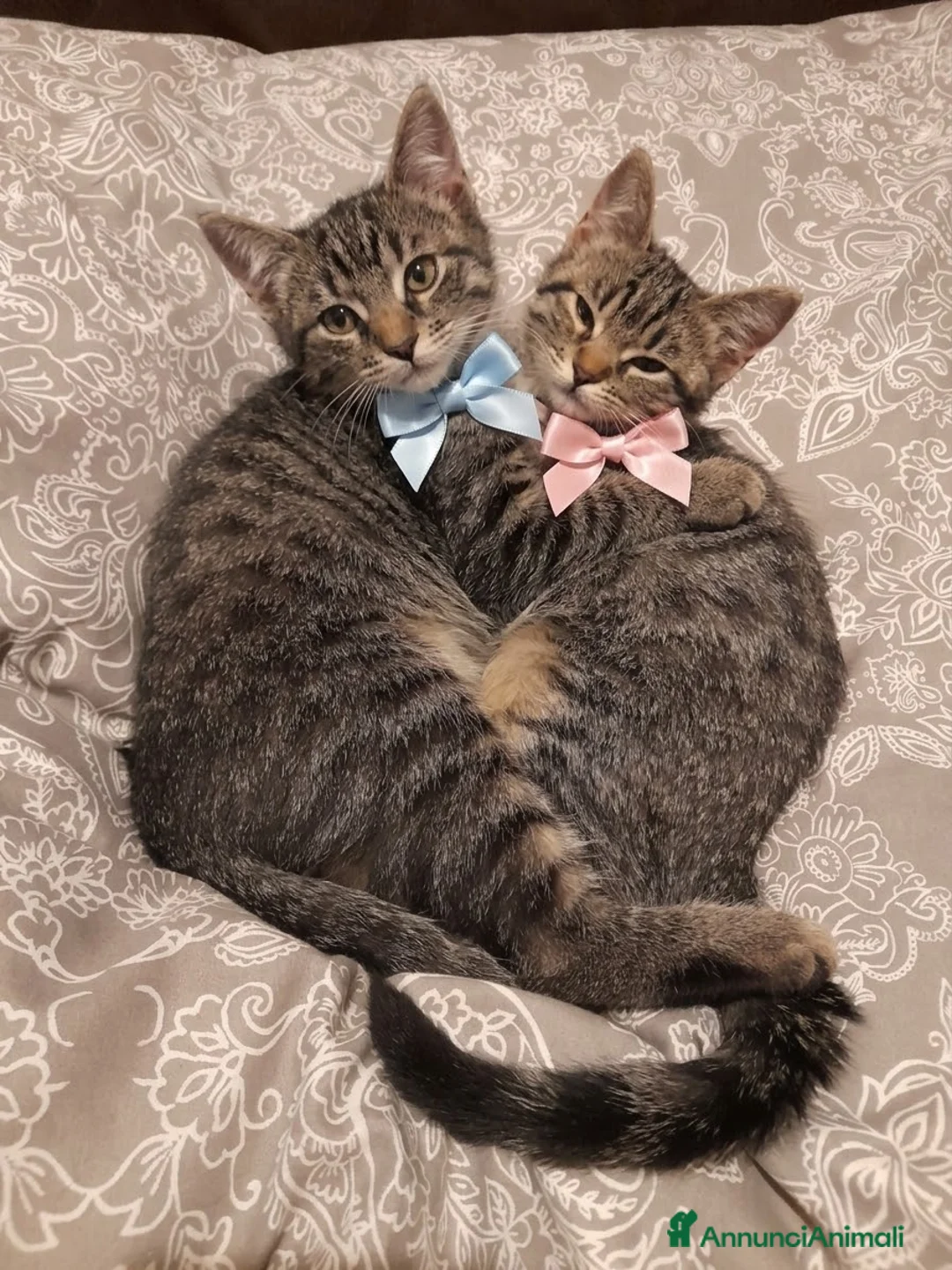 Altre razze gatti in regalo: CERCANO CASA 🏡 - Annuncio 1