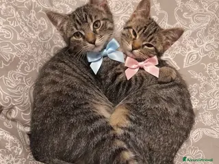 Altre razze gatti CERCANO CASA 🏡 - Annuncio 3