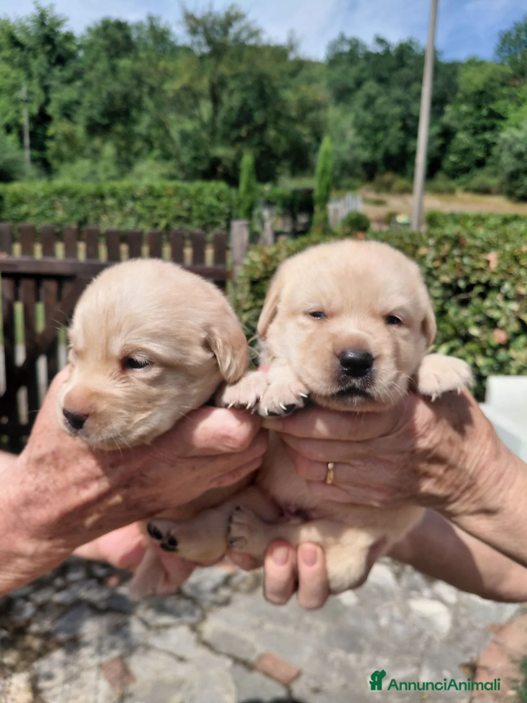 Labrador cani in vendita: Cuccioli labrador gialli - Annuncio 2