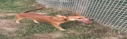 Meticcio cani in regalo: Valentina,piccolina in cerca di una casa tutta sua - Annuncio 5