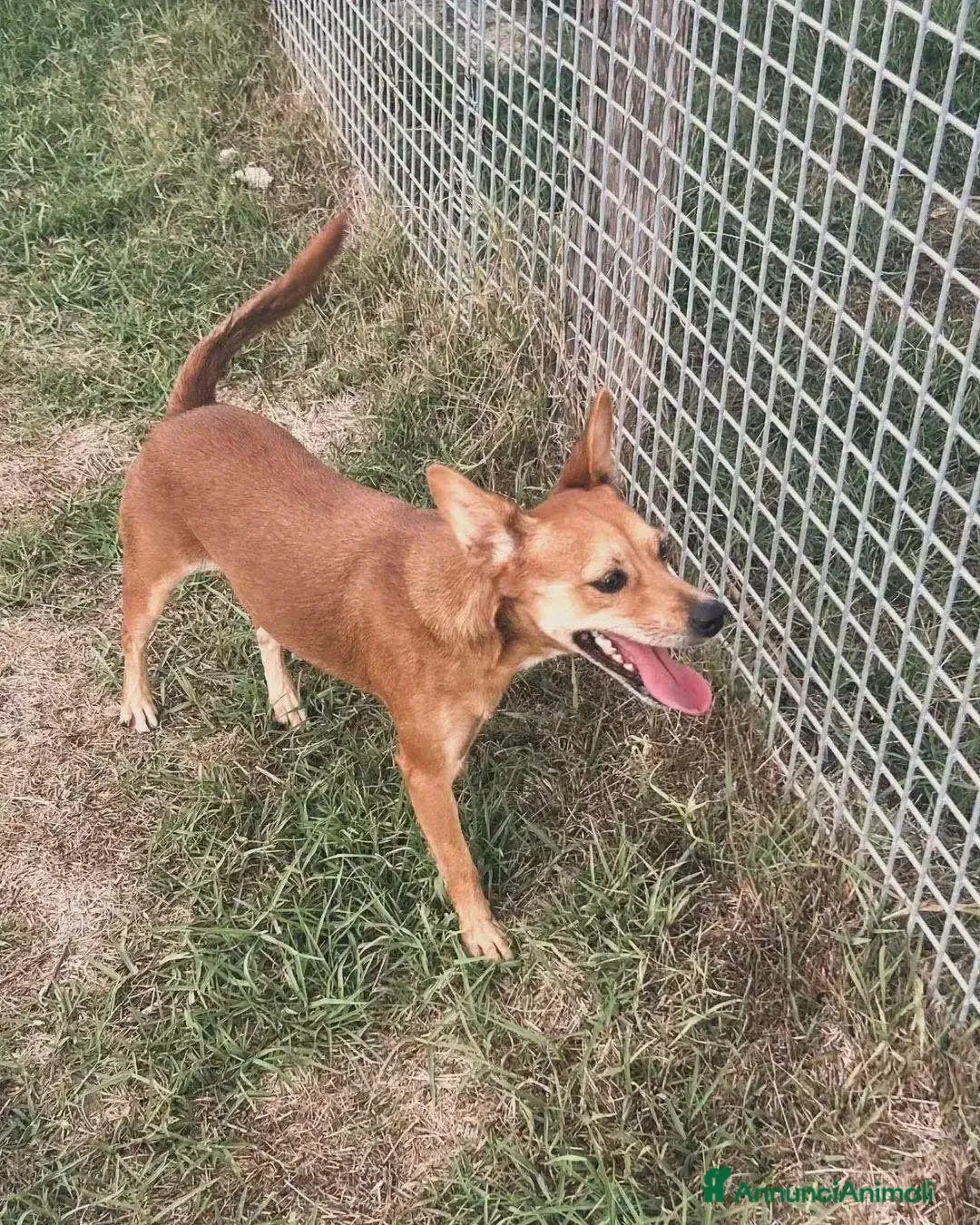 Meticcio cani in regalo: Valentina,piccolina in cerca di una casa tutta sua - Annuncio 5
