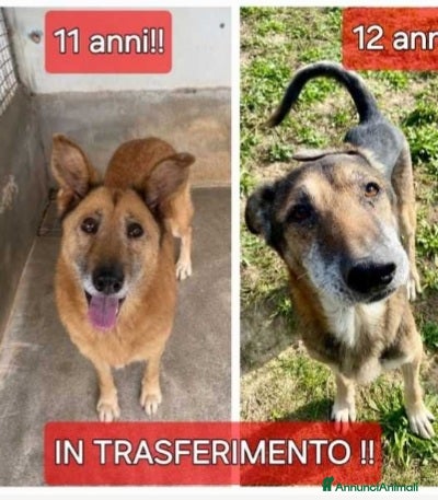 Meticcio cani 11/12anni,buoni,inseparabili presto deportati.SUD a Città metropolitana di Milano - Annuncio 2