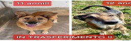 Meticcio cani in regalo: 11/12anni,buoni,inseparabili presto deportati.SUD a Città metropolitana di Milano - Annuncio 1