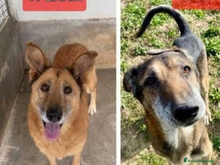 Meticcio cani 11/12anni,buoni,inseparabili presto deportati.SUD a Città metropolitana di Milano - Annuncio 2