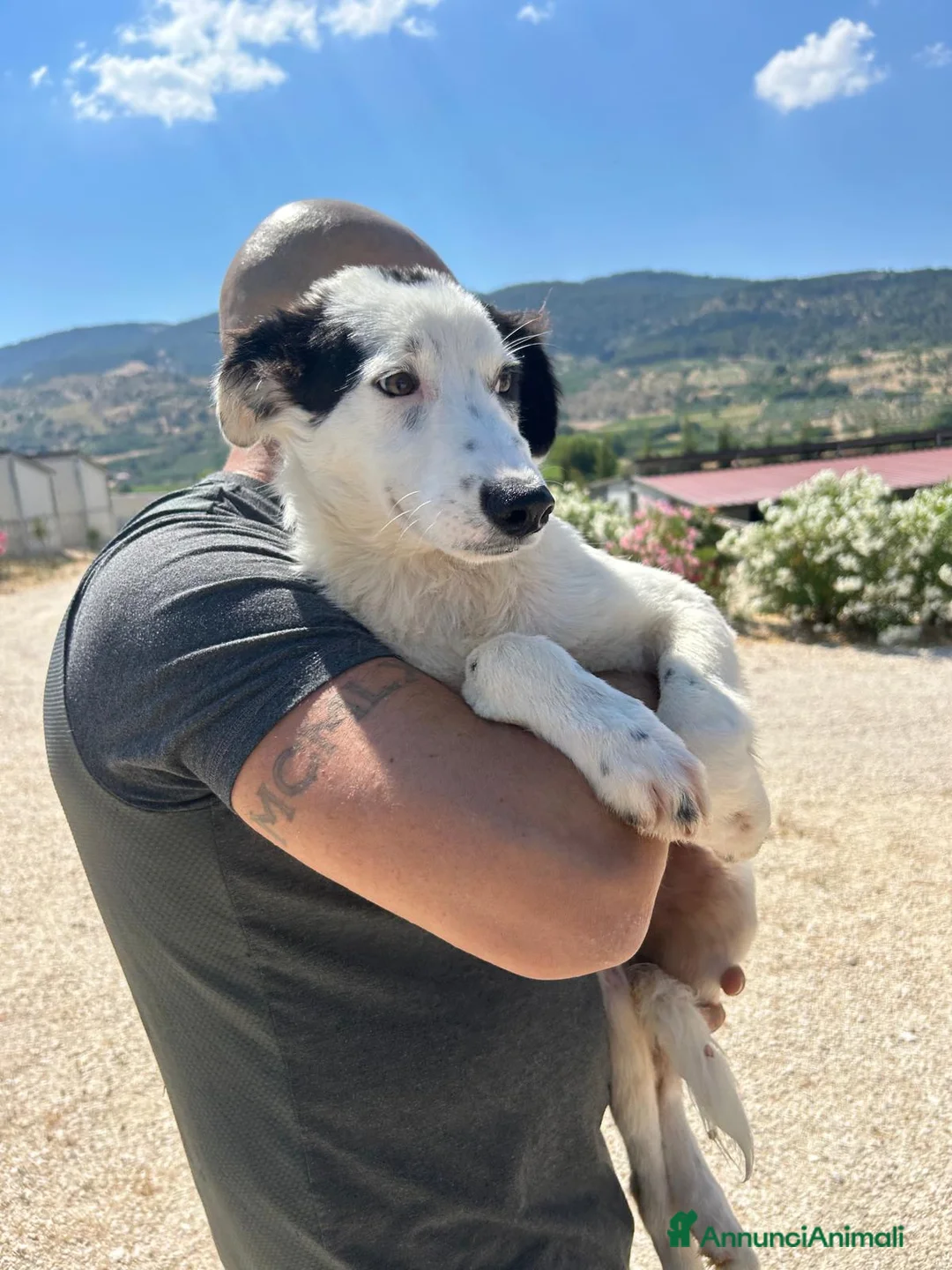 Meticcio cani in regalo: DUSAN - Annuncio 2