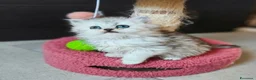 Persiano gatti in vendita: Cucciolata persiani Chinchilla  - Annuncio 6