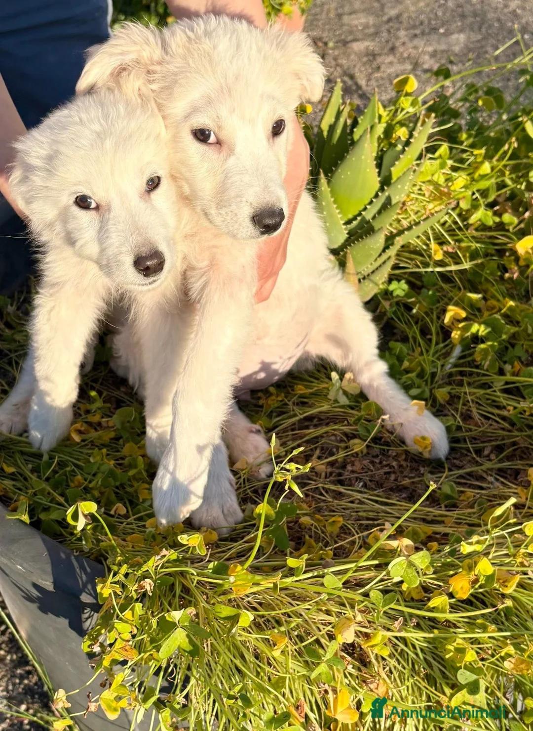 Pastore Maremmano cani in regalo: Sal, Sveva e Scarlett 🩵♥️♥️ - Annuncio 2