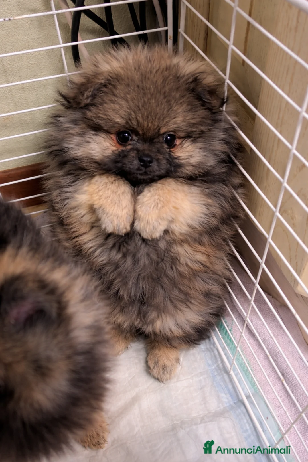 Volpino Pomerania cani in vendita: Volpino pomerania femmina pedigree - Annuncio 7