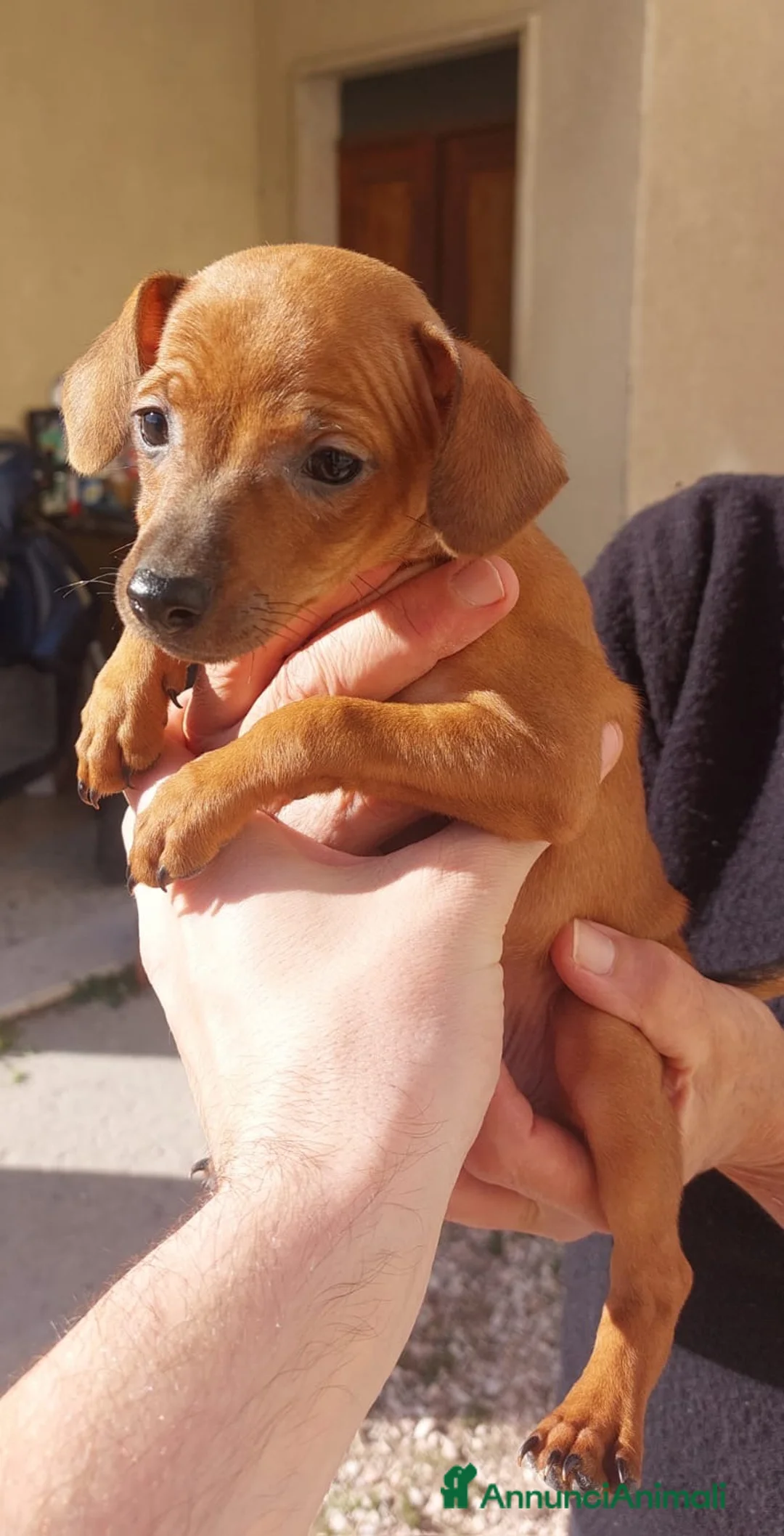 Pinscher Tedesco cani in vendita: Cuccioli pinscher nano  a Provincia di Perugia - Annuncio 8