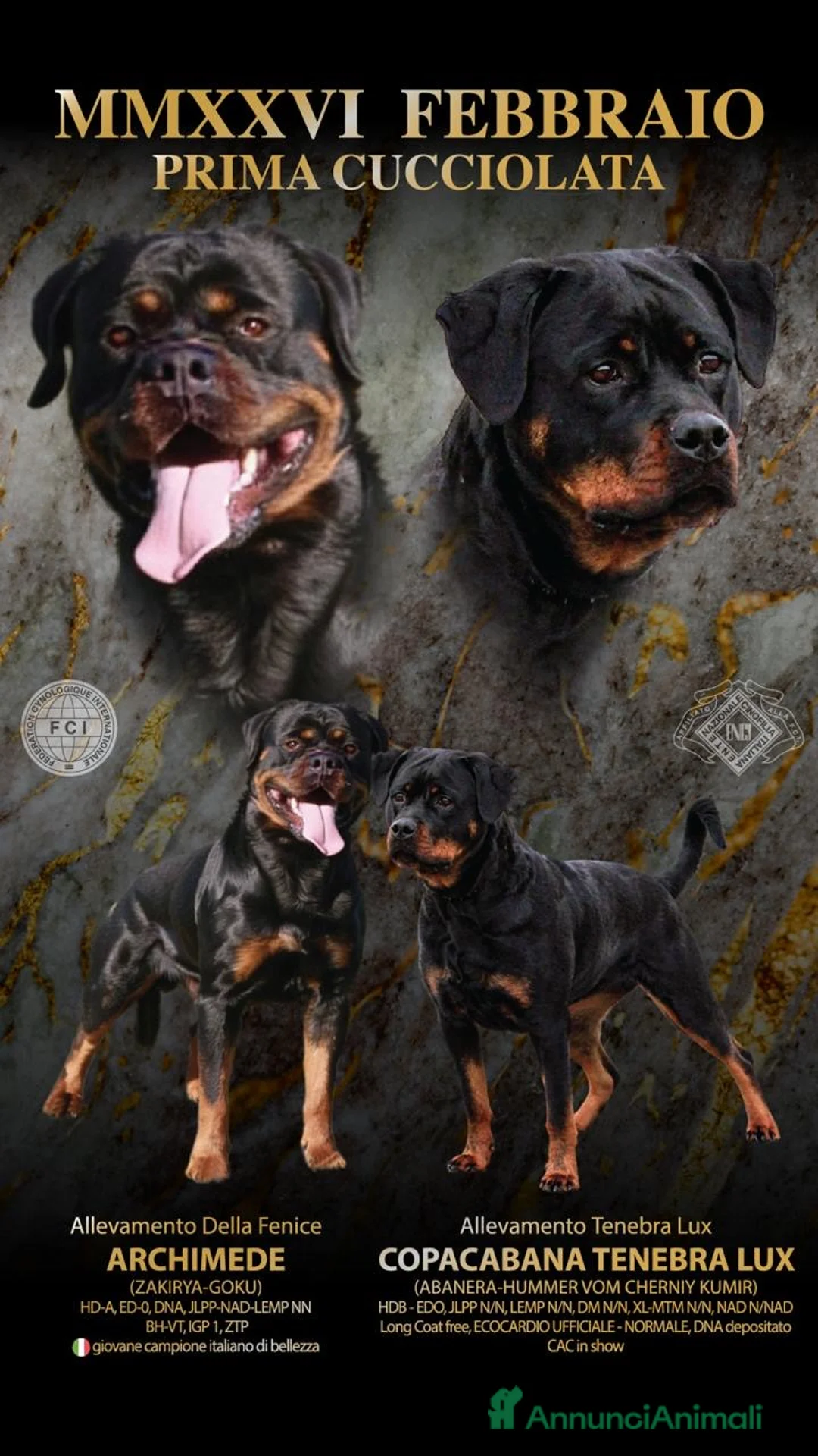 Rottweiler cani in vendita: Cuccioli Rottweiler con pedigree  - Annuncio 2