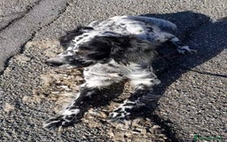 Setter Inglese cani in regalo: UNA FAMIGLIA PER PERLA - Immagine 2