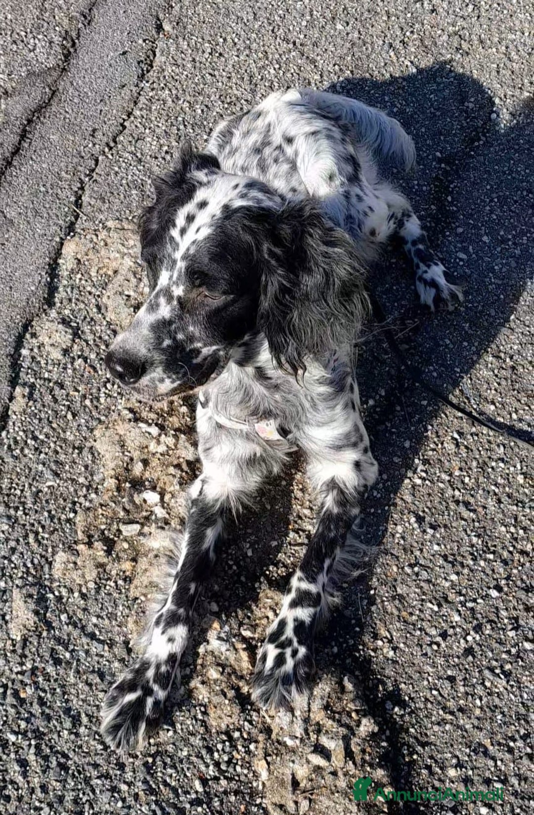 Setter Inglese cani in regalo: UNA FAMIGLIA PER PERLA - Immagine 2