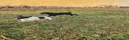 Meticcio cani in regalo: Carrie: 2 mesi taglia contenuta  - Annuncio 3