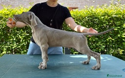 Weimaraner cani in vendita: Mr Blue cerca la sua famiglia perfetta a Provincia di Reggio Emilia - Immagine 4