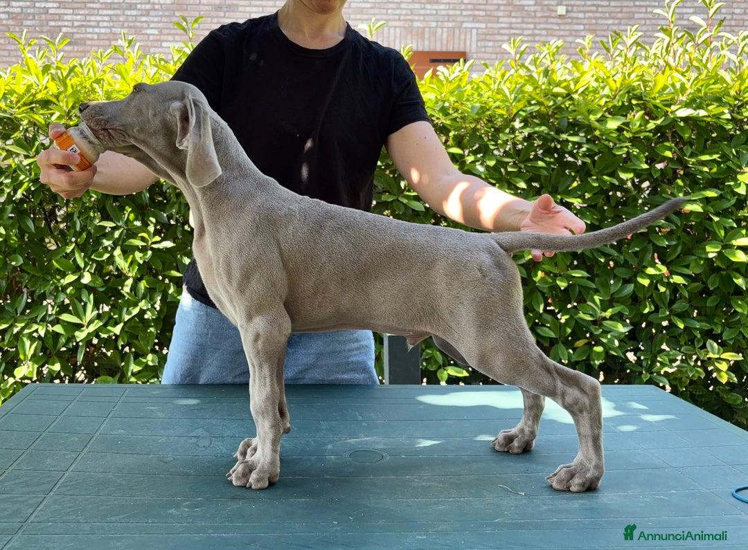 Weimaraner cani in vendita: Mr Blue cerca la sua famiglia perfetta a Provincia di Reggio Emilia - Immagine 4