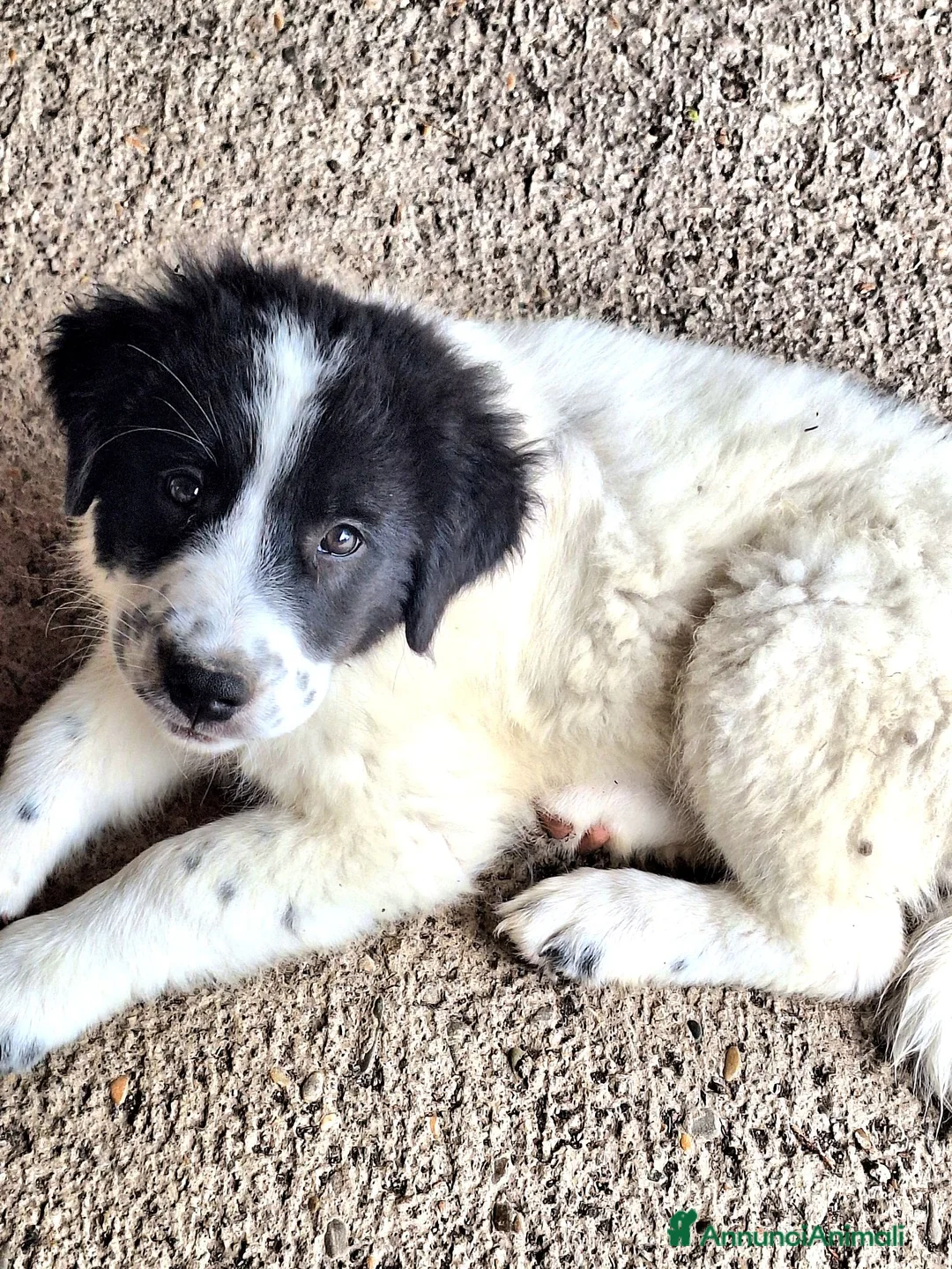 Meticcio cani in vendita: 🐶 Cucciola femmina bianca con macchie nere - Annuncio 1