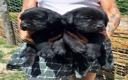 Labrador cani in vendita: Cuccioli Labrador neri a Province of Siena - Immagine 2