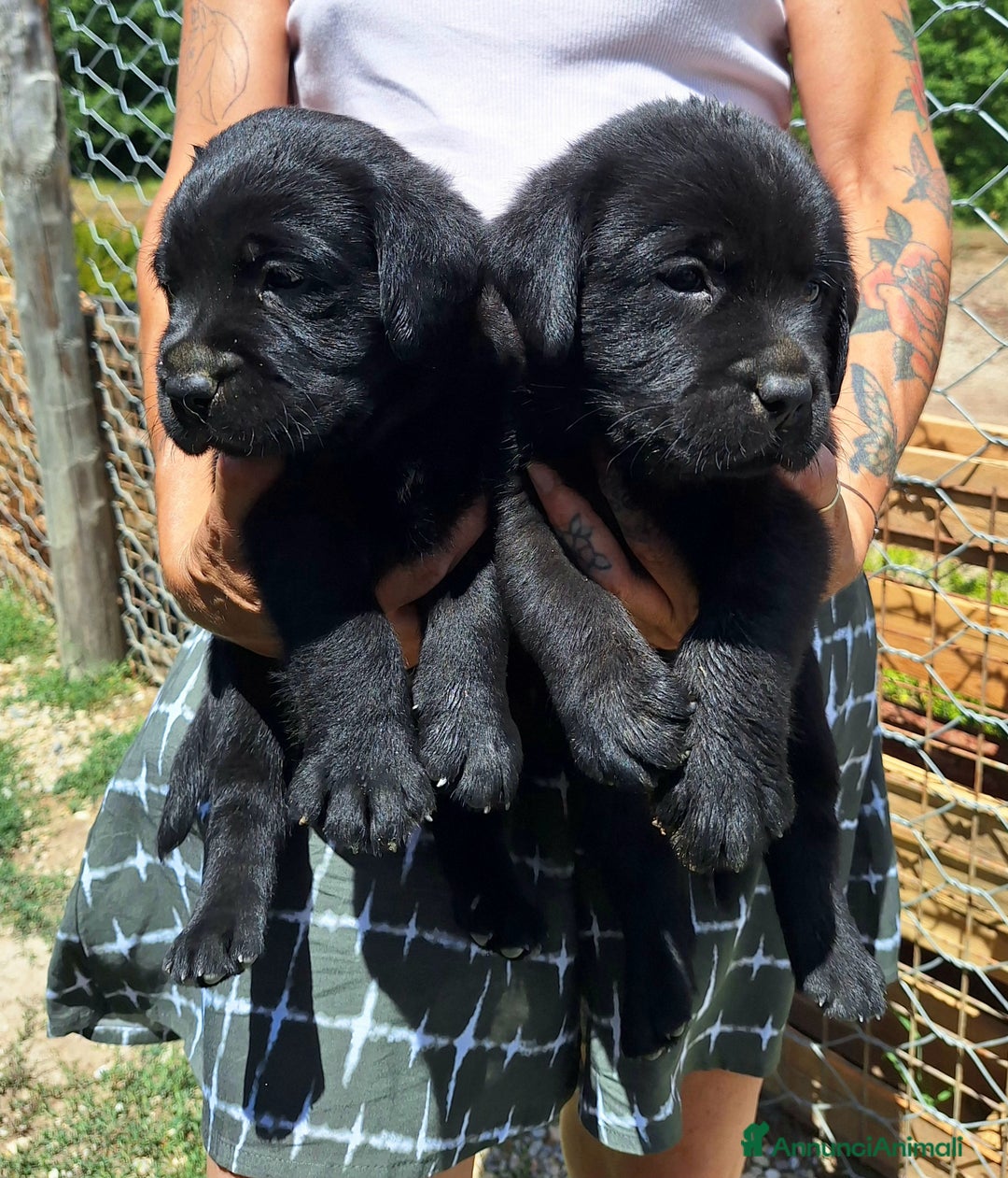 Labrador cani in vendita: Cuccioli Labrador neri a Province of Siena - Immagine 2