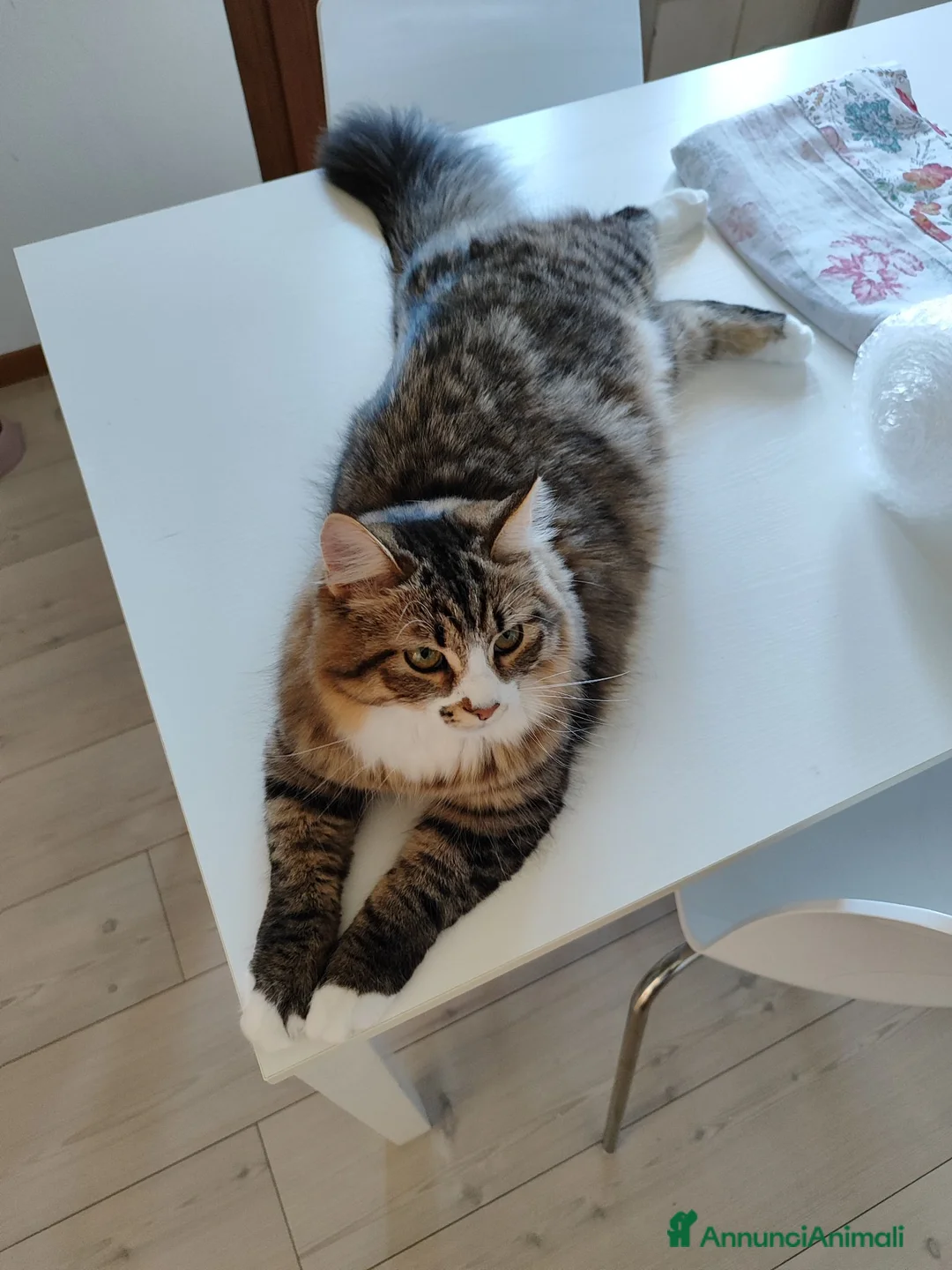 Siberiano gatti in vendita: Cucciola siberiana in vendita  - Annuncio 8