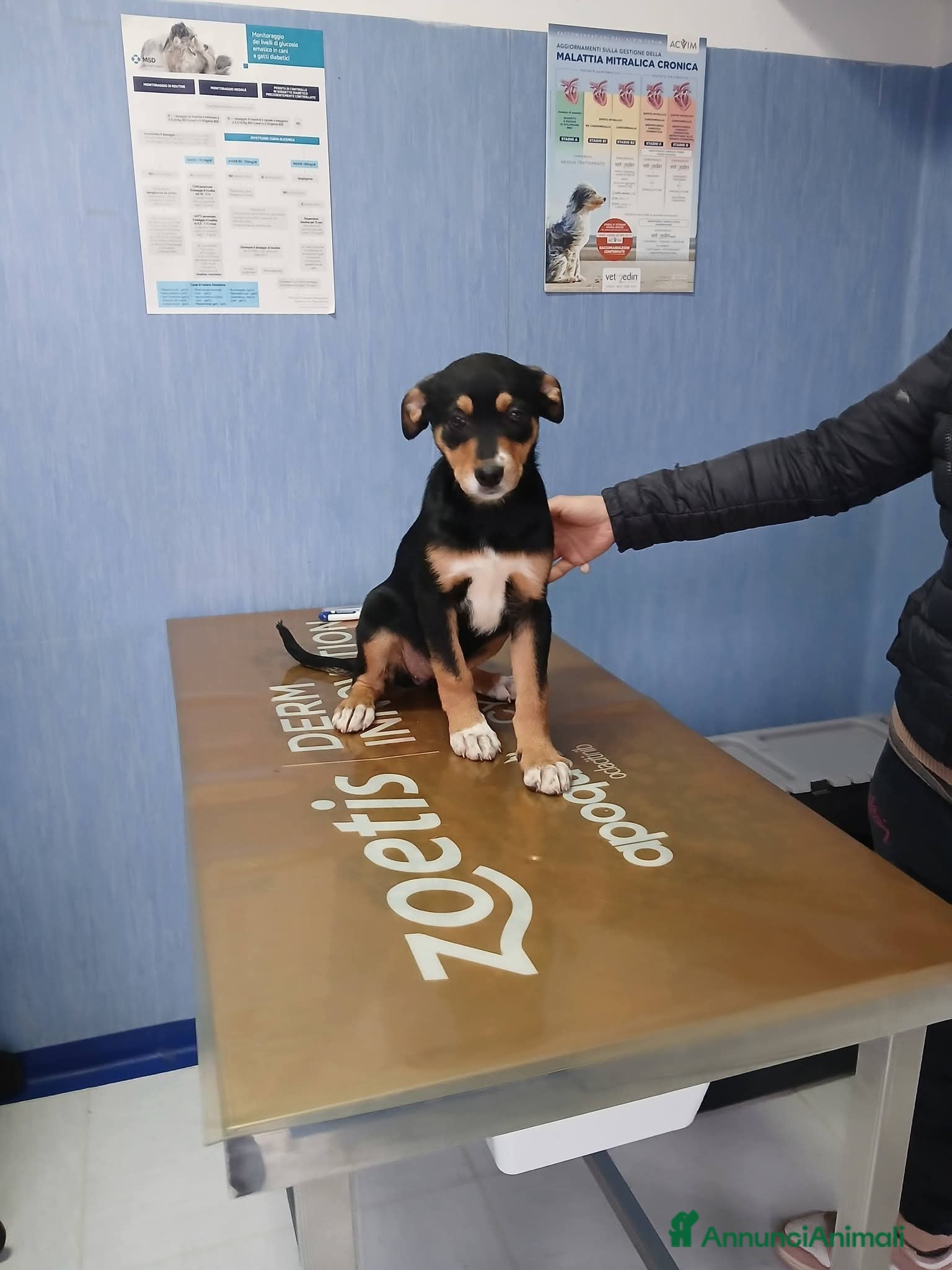 Meticcio cani Nina, taglia media! (3 mesi)  - Annuncio 24