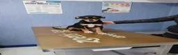 Meticcio cani in regalo: Nina, taglia media! (3 mesi)  - Annuncio 1
