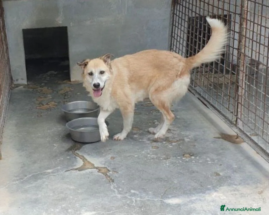 Meticcio cani in regalo: Adulta mai 1carezza da mesi in canile PUGLIA a Milano - Annuncio 2