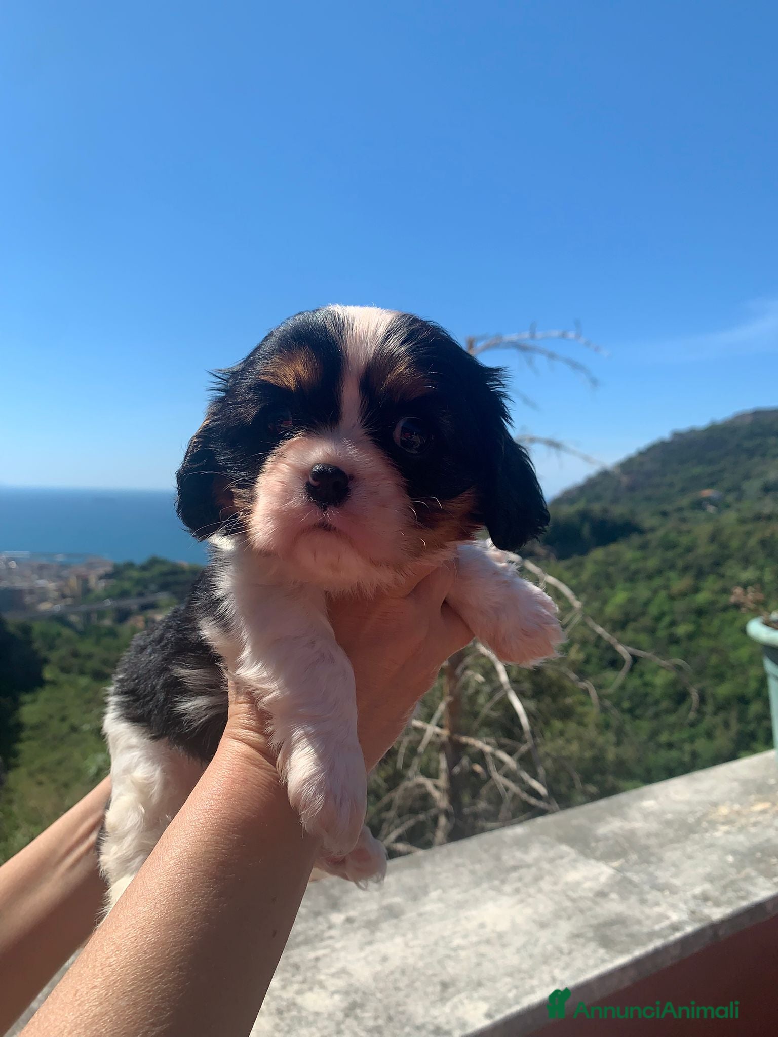 Cavalier King cani in vendita: Cuccioli di Cavalier King Charles Spaniel - Annuncio 1
