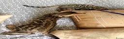 Bengala gatti in vendita: Bengala cucciolo - Annuncio 2