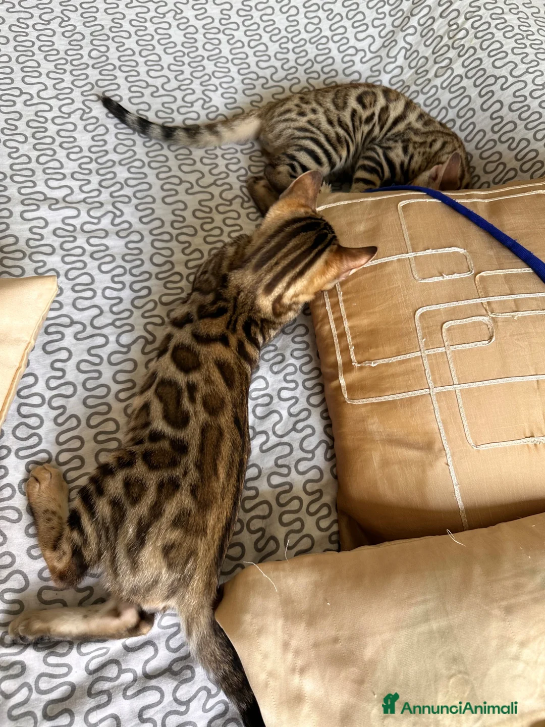 Bengala gatti in vendita: Bengala cucciolo - Annuncio 2