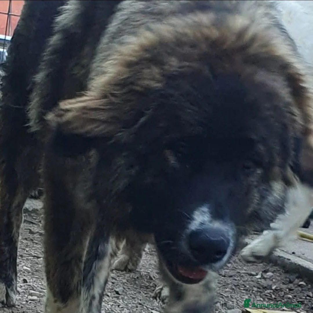 Pastore del Caucaso cani in vendita: Pastore del caucaso .cuccioli - Annuncio 1