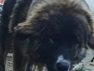 Pastore del Caucaso cani Pastore del caucaso .cuccioli - Annuncio 1