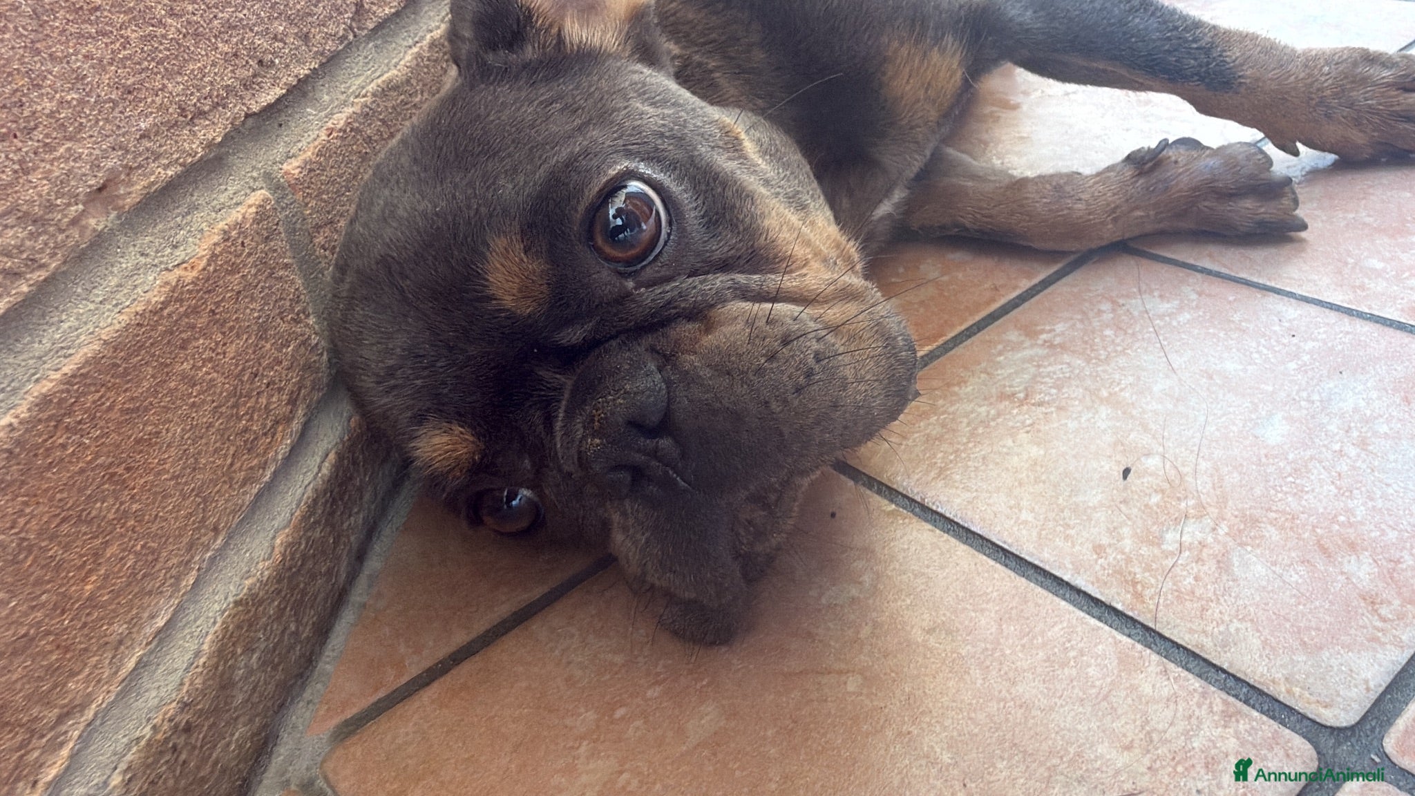 Bulldog Francese cani Bulldog francese  - Annuncio 7