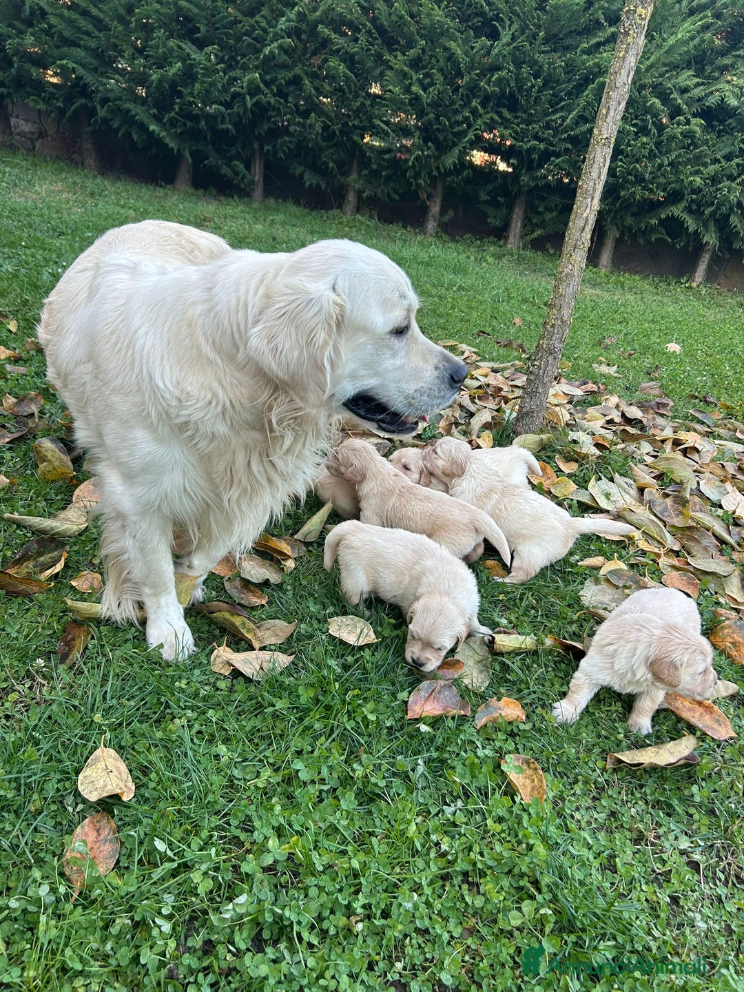 Golden Retriever cani in vendita: Golden retriever  - Annuncio 4