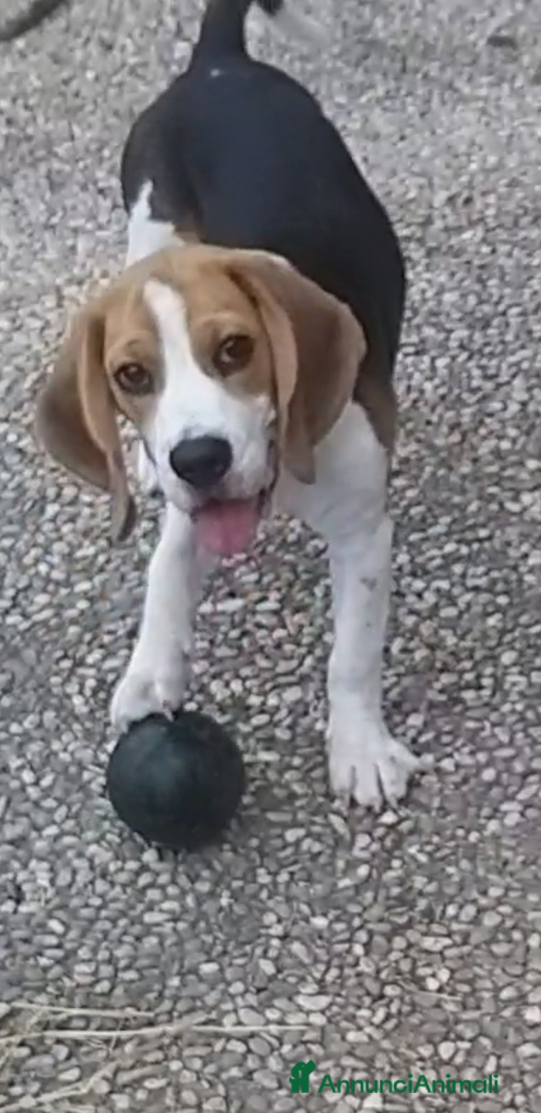 Beagle cani in regalo: Cucciolona di beagle originale - Annuncio 1