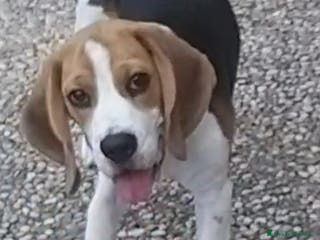 Beagle cani Cucciolona di beagle originale - Annuncio 2