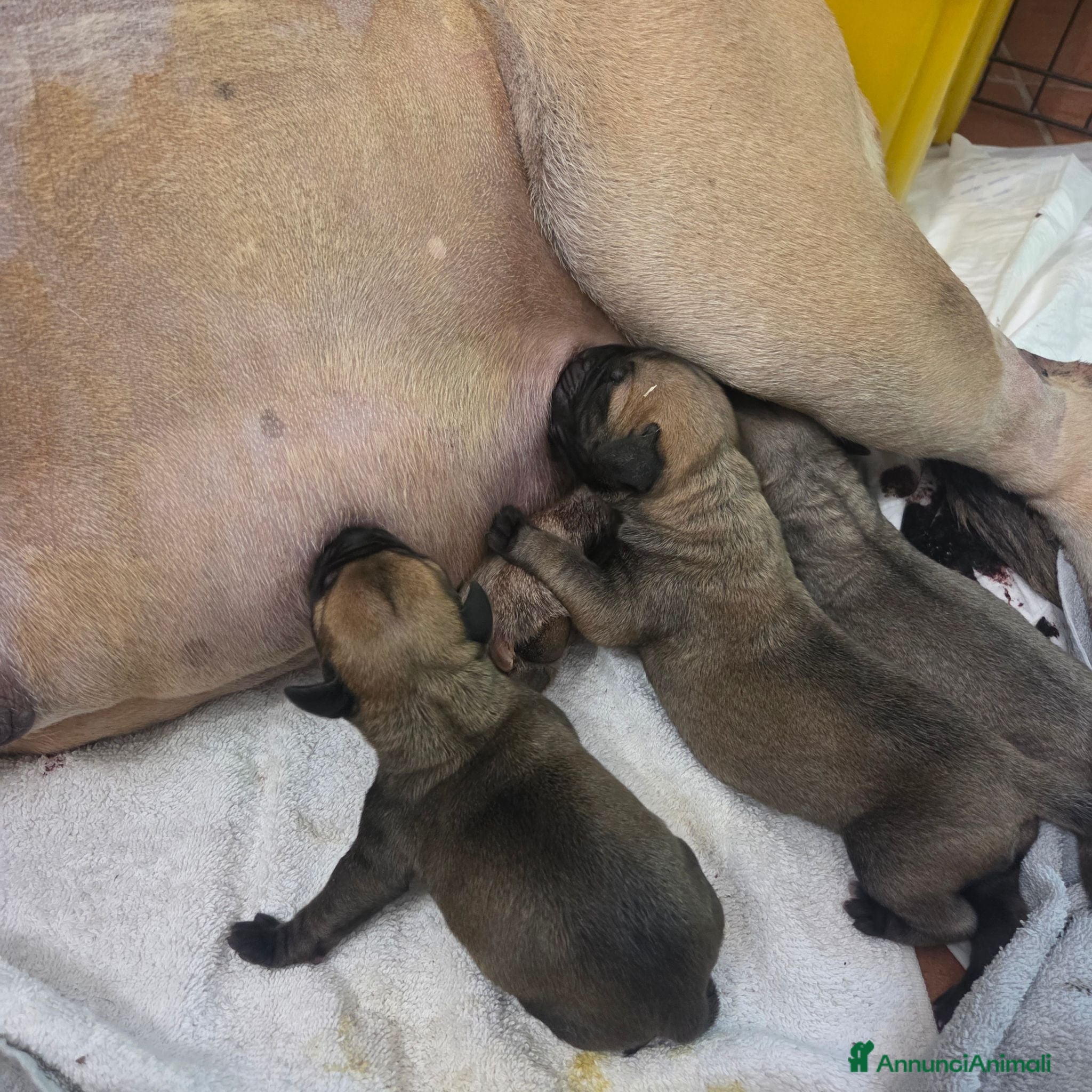 Bullmastiff cani 🐾 *CUCCIOLI BULLMASTIFF CON PEDIGREE* 🐾 - Annuncio 2