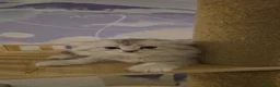 Scottish gatti in vendita: Scottish  - Annuncio 10