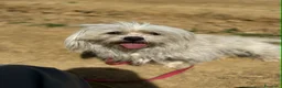 Maltese cani in regalo: LEDA, giovane MALTESE super affettuosa! - Annuncio 3