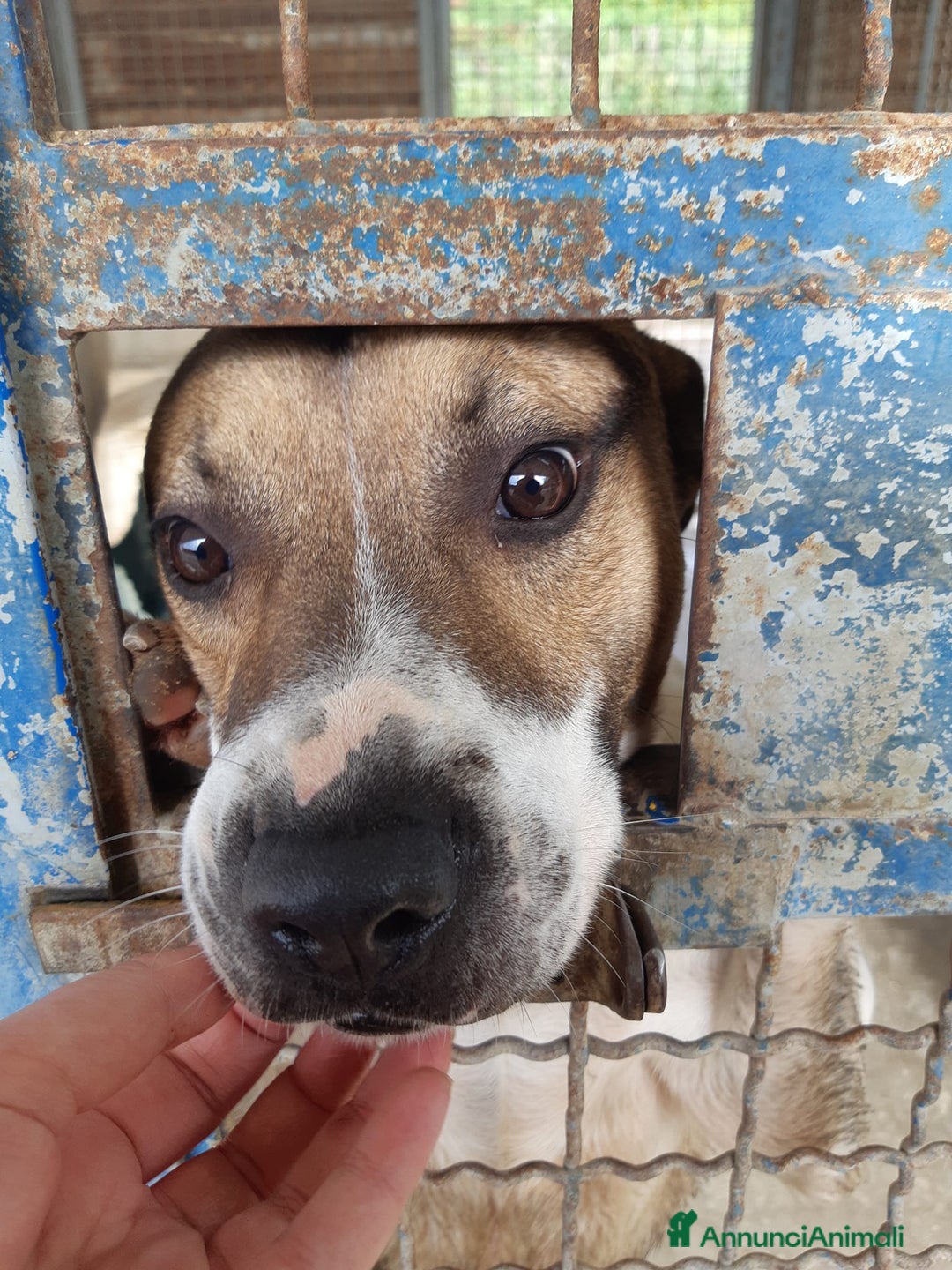 Meticcio cani in regalo: JACKY, dolcissimo e dimenticato da tutti. - Annuncio 9