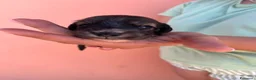 Bassotto cani in vendita: Bassotto pelo lungo  - Annuncio 3
