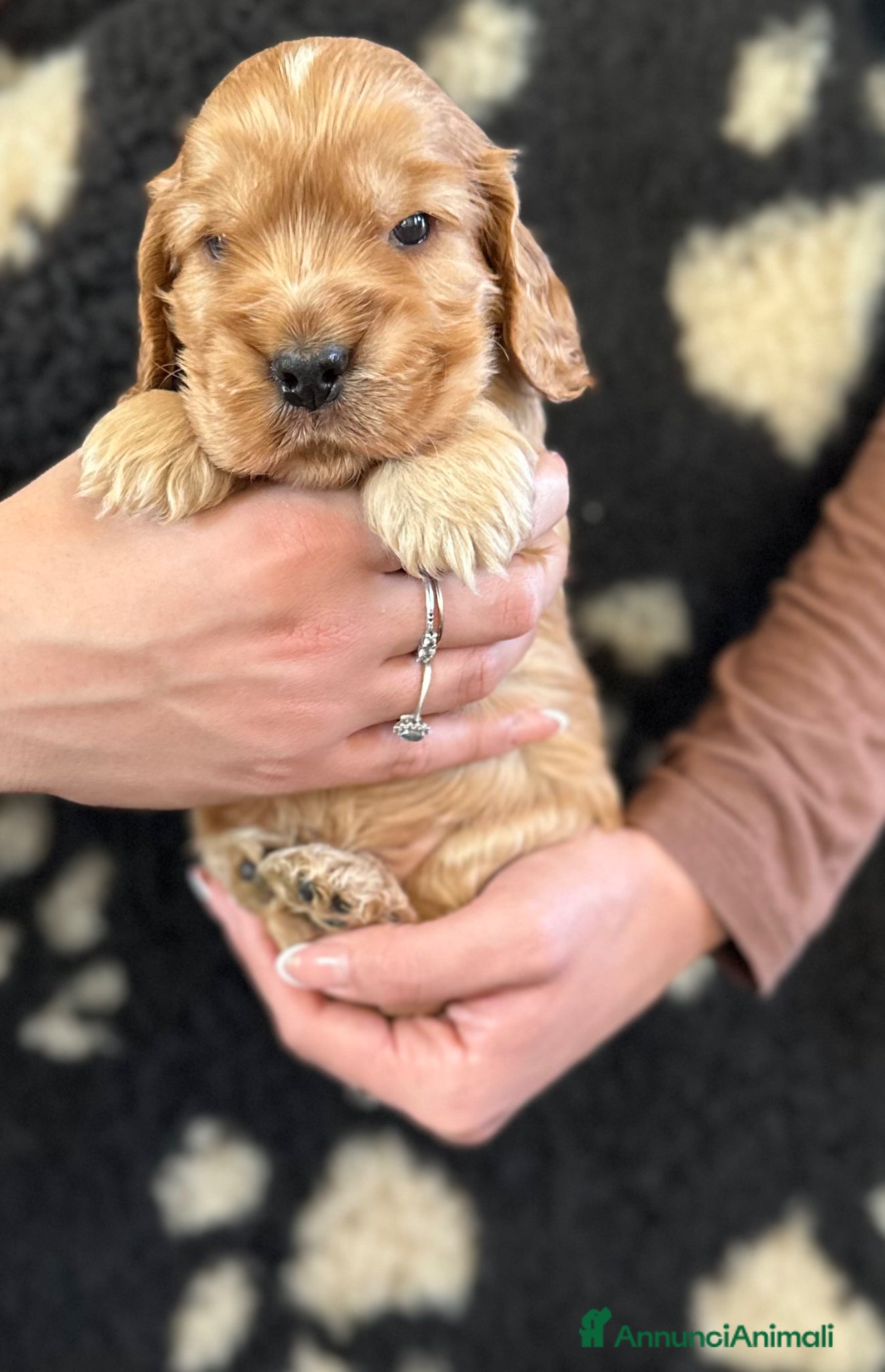 Cocker cani Cocker spaniel inglese  - Annuncio 1