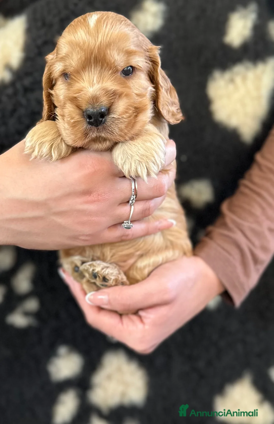 Cocker cani in vendita: Cocker spaniel inglese  - Annuncio 1