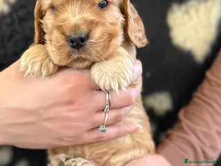 Cocker cani Cocker spaniel inglese - Annuncio 1