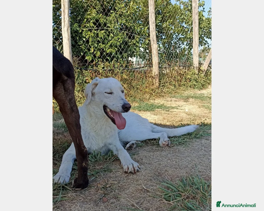 Meticcio cani in regalo: Yuri dolcissimo cane maschio derivato maremmano a Latina - Annuncio 2