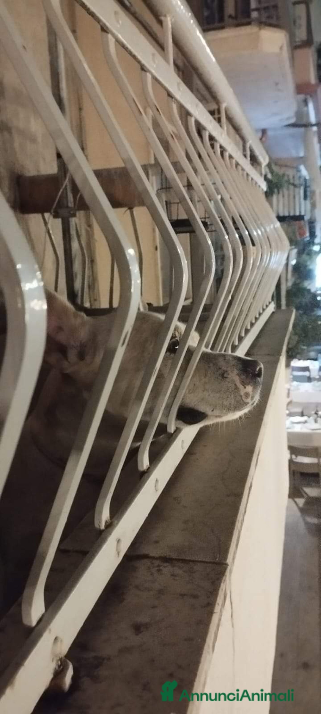 Meticcio cani in regalo: 3anni SI SONO STANCATI DI LUI..STA IN BALCONE!SOS  a Città metropolitana di Milano - Annuncio 1