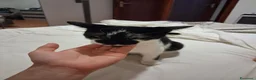 Altre razze gatti in regalo: Gatto in regalo a Provincia di Como - Annuncio 5