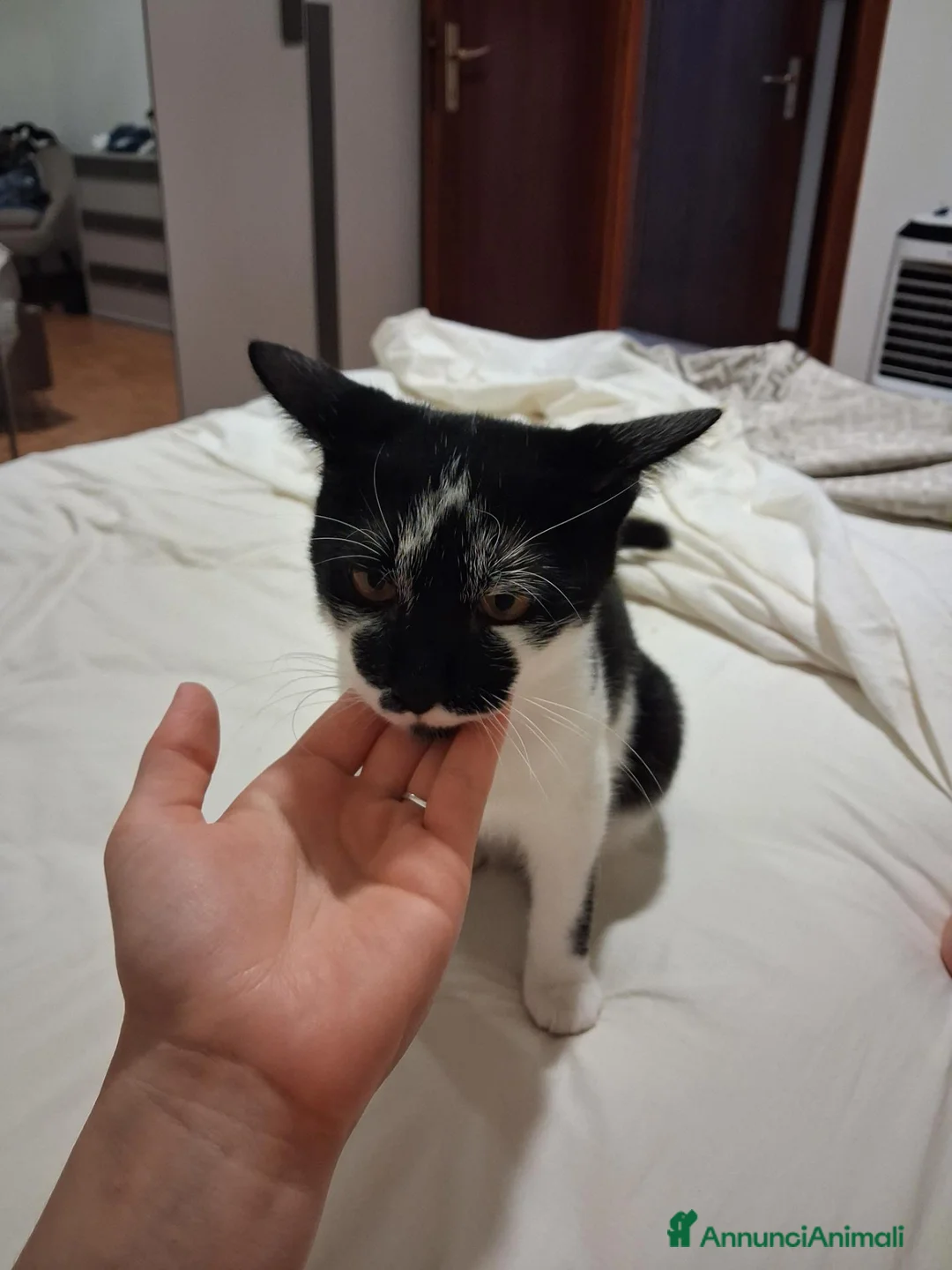 Altre razze gatti in regalo: Gatto in regalo a Provincia di Como - Annuncio 5