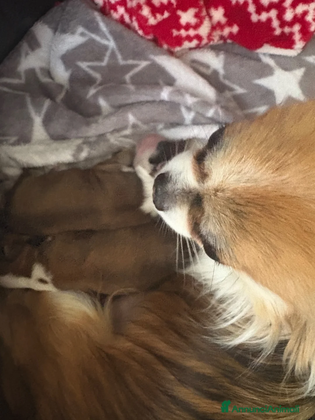 Chihuahua cani in vendita: Disponi Cuccioli di chihuahua a pelo lungo  - Annuncio 6