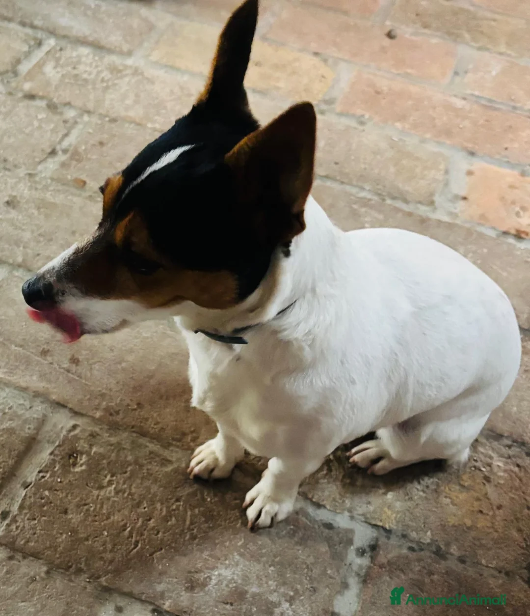 Jack Russell cani per accoppiamento: Kika cerca un compagno  a Provincia di Parma - Annuncio 1