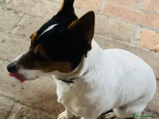 Jack Russell cani Kika cerca un compagno a Provincia di Parma - Annuncio 1
